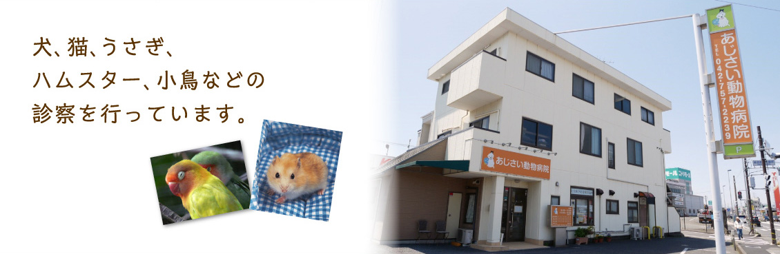 片野獣医師が日本小動物整形外科協会認定獣医師に認定されました 